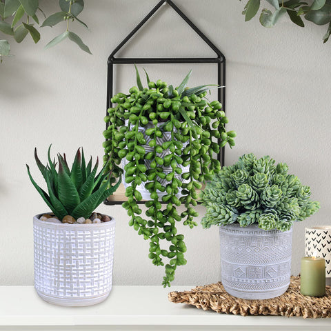Winlyn gift-ready succulent set perfect for housewarming or birthdays