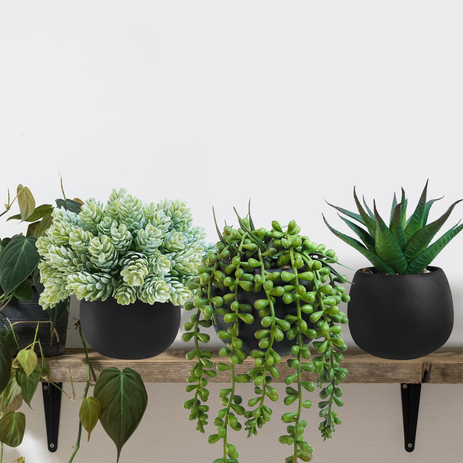 Winlyn three-succulent set in black pots offers coordinated decor