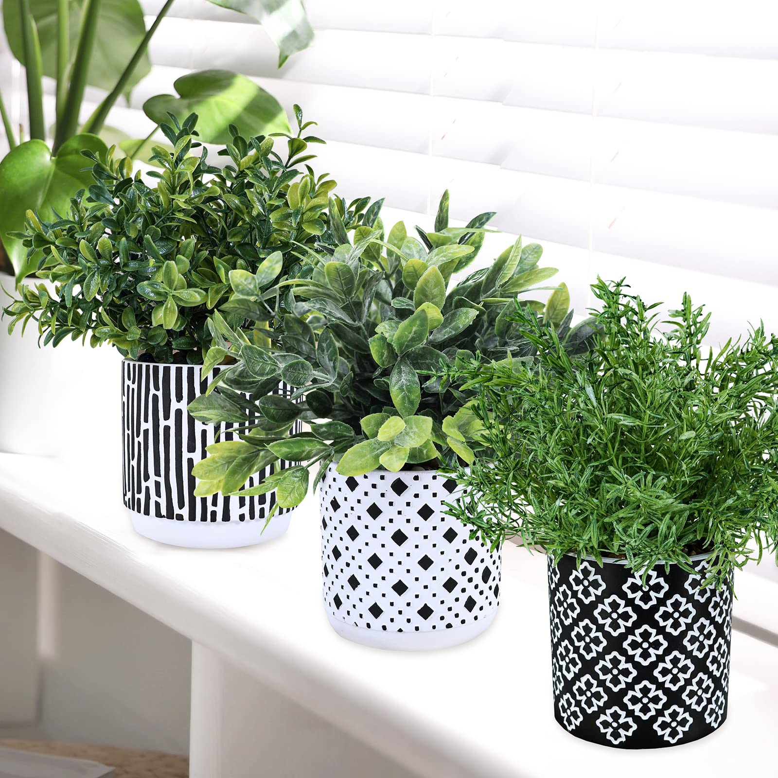 Winlyn trio arrangement in compact pots suits small spaces beautifully.