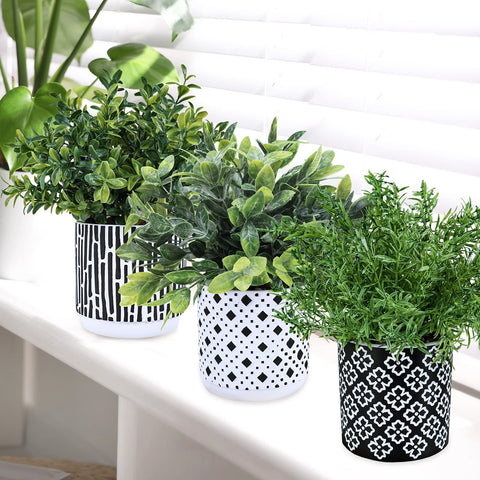 Winlyn trio arrangement in compact pots suits small spaces beautifully.