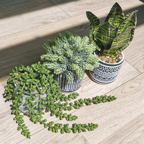 Winlyn wedding-favor mini plants set serves as charming keepsakes for guests.