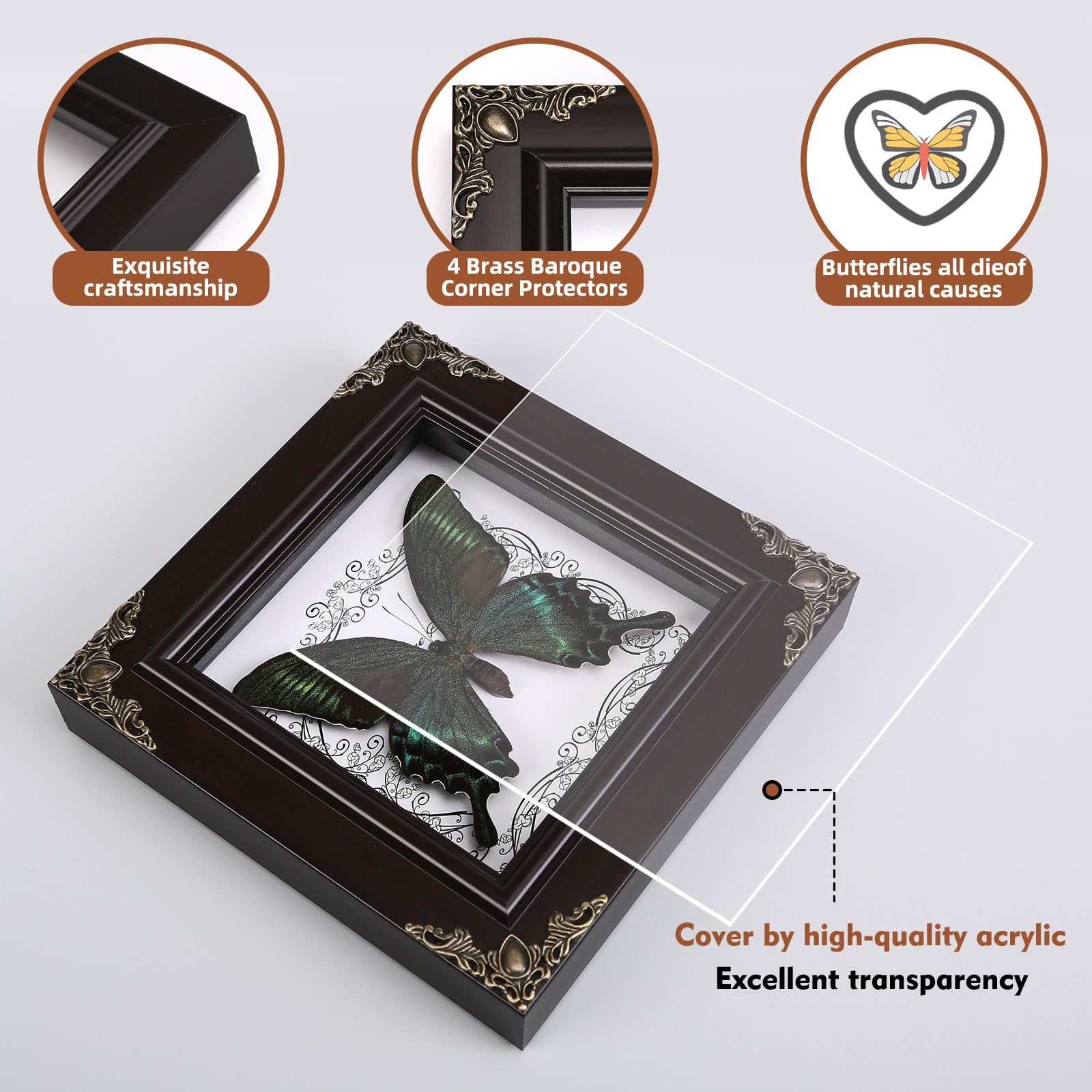 WTUAWB Butterfly origin natural-death; each piece preserves nature's delicate pattern.