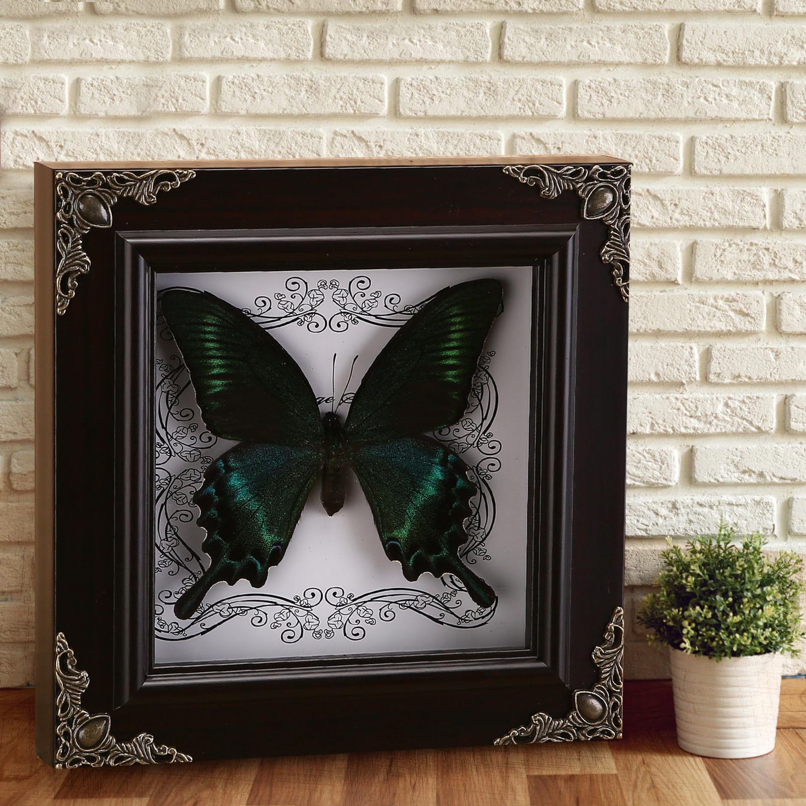 WTUAWB HD plexiglass display protects delicate specimens while offering clear viewing.