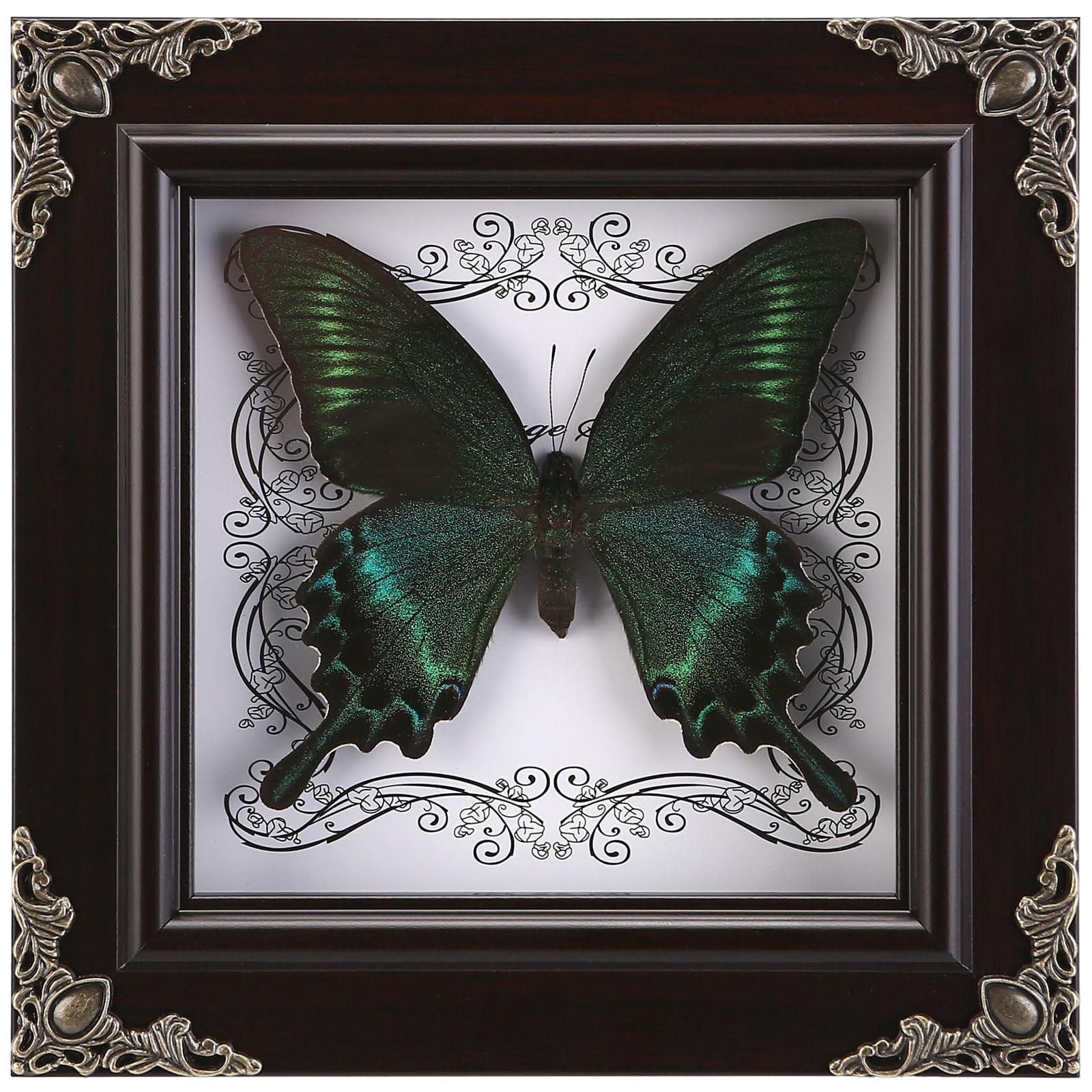 WTUAWB Real Butterfly Framed Green-Banded Queen, adds natural charm to your living space.