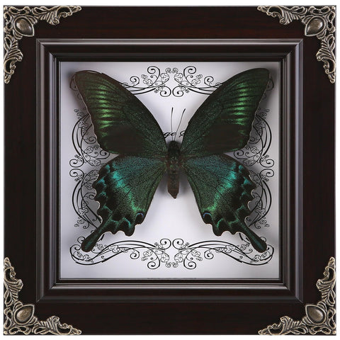 WTUAWB Real Butterfly Framed Green-Banded Queen, adds natural charm to your living space.