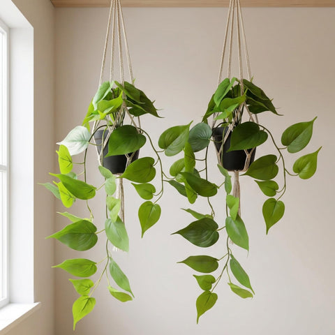 WucaFl 2-pack pothos adds lush ambiance to living rooms