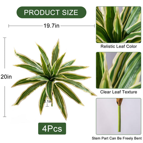 Close-up of Yarmare dracaena leaves showing texture and sheen