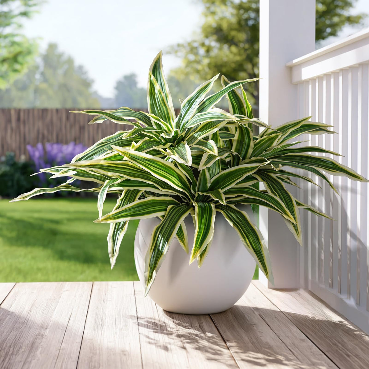 Yarmare Dracaena stems provide dense indoor greenery for living room decor
