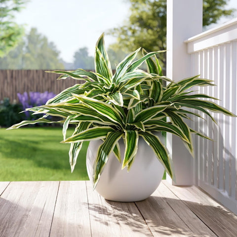 Yarmare Dracaena stems provide dense indoor greenery for living room decor