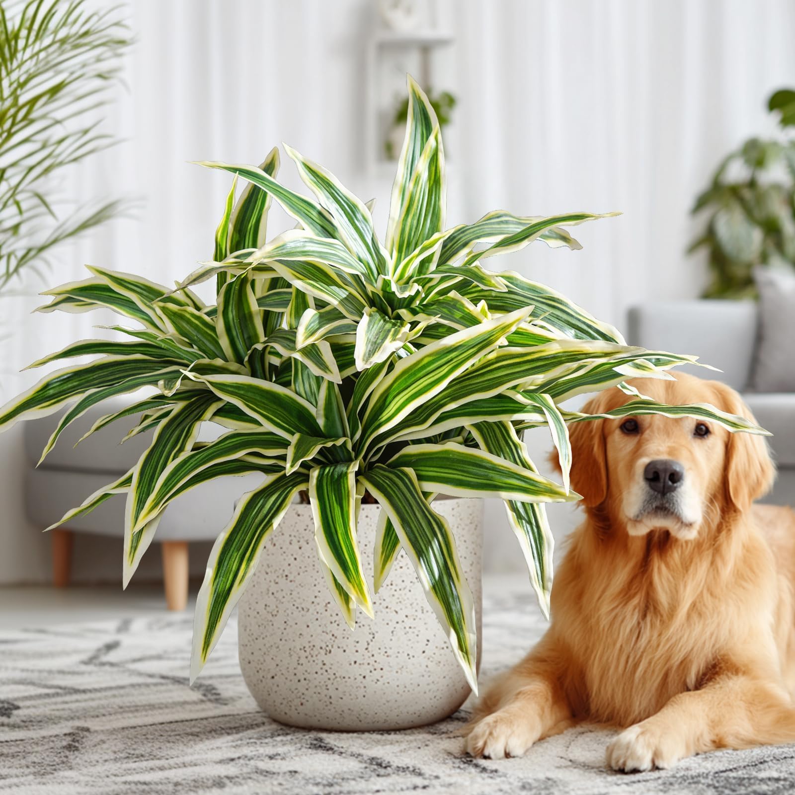 Yarmare dracaena stems displayed in a potless stand for porch