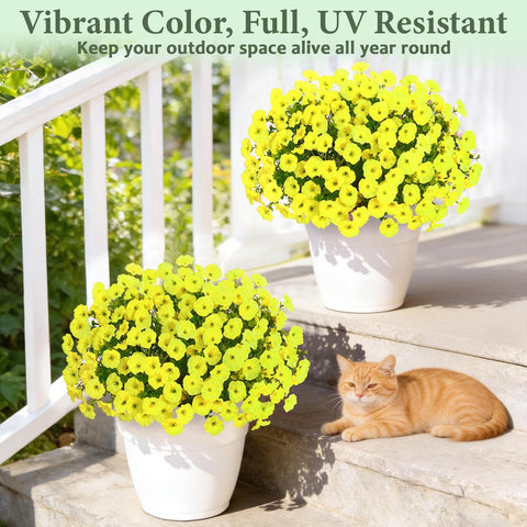 Yastouay colorful outdoor blooms add vibrant color to garden borders
