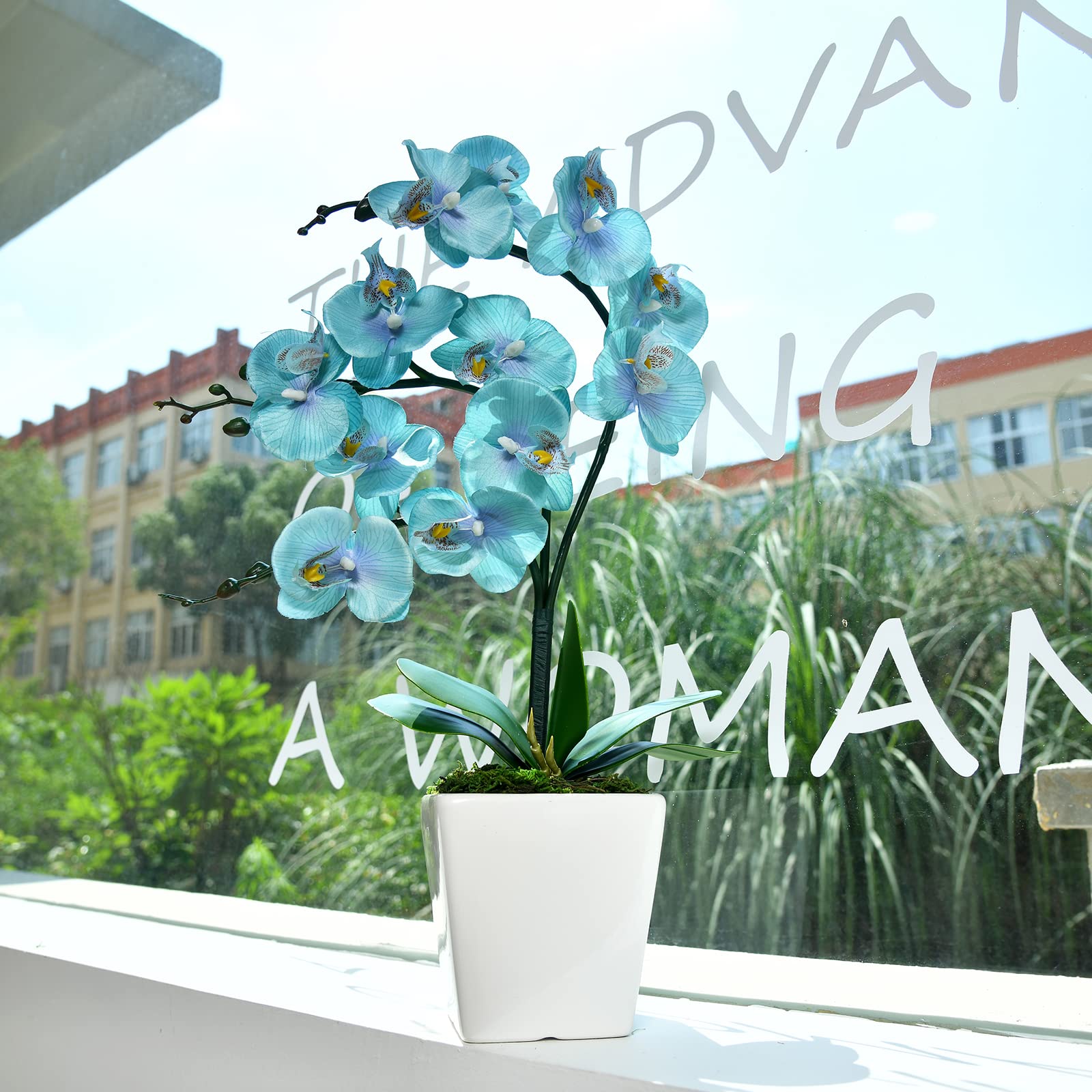 YSZL ceramic pot phalaenopsis provides sturdy, stylish base