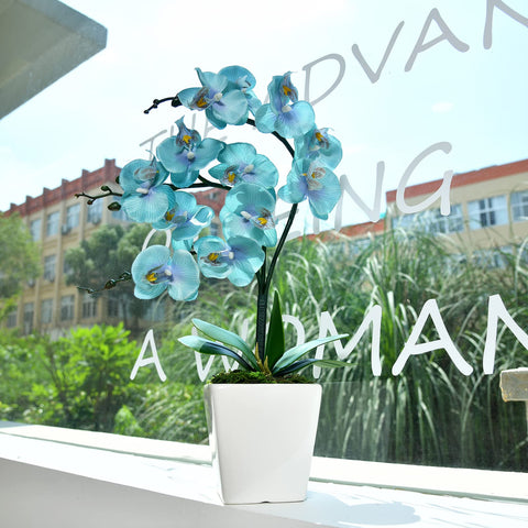 YSZL ceramic pot phalaenopsis provides sturdy, stylish base