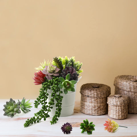 Yunsailing compact succulents ideal for DIY projects and small spaces