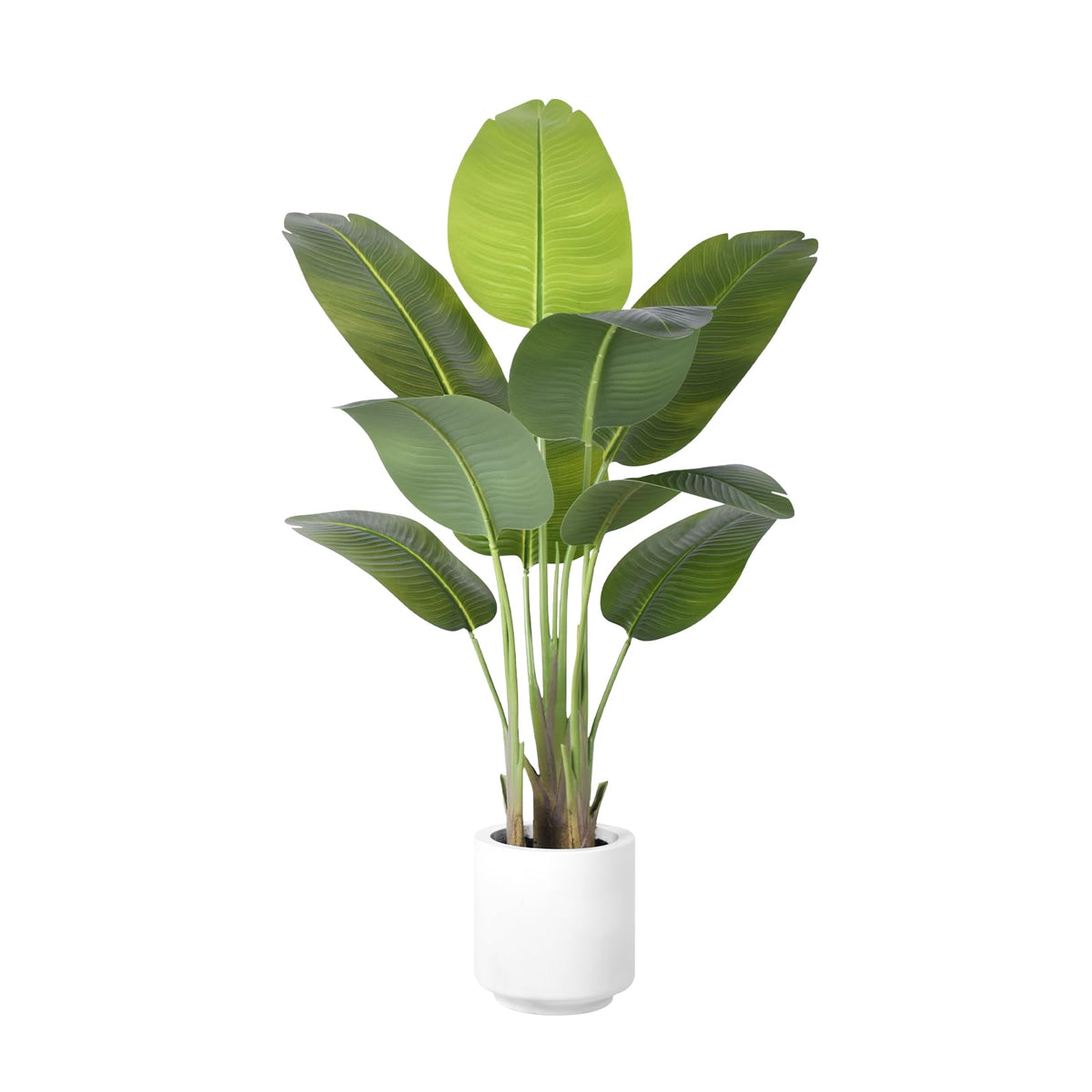 ZEEOZE Bird of Paradise plant 4ft tall for tropical home décor