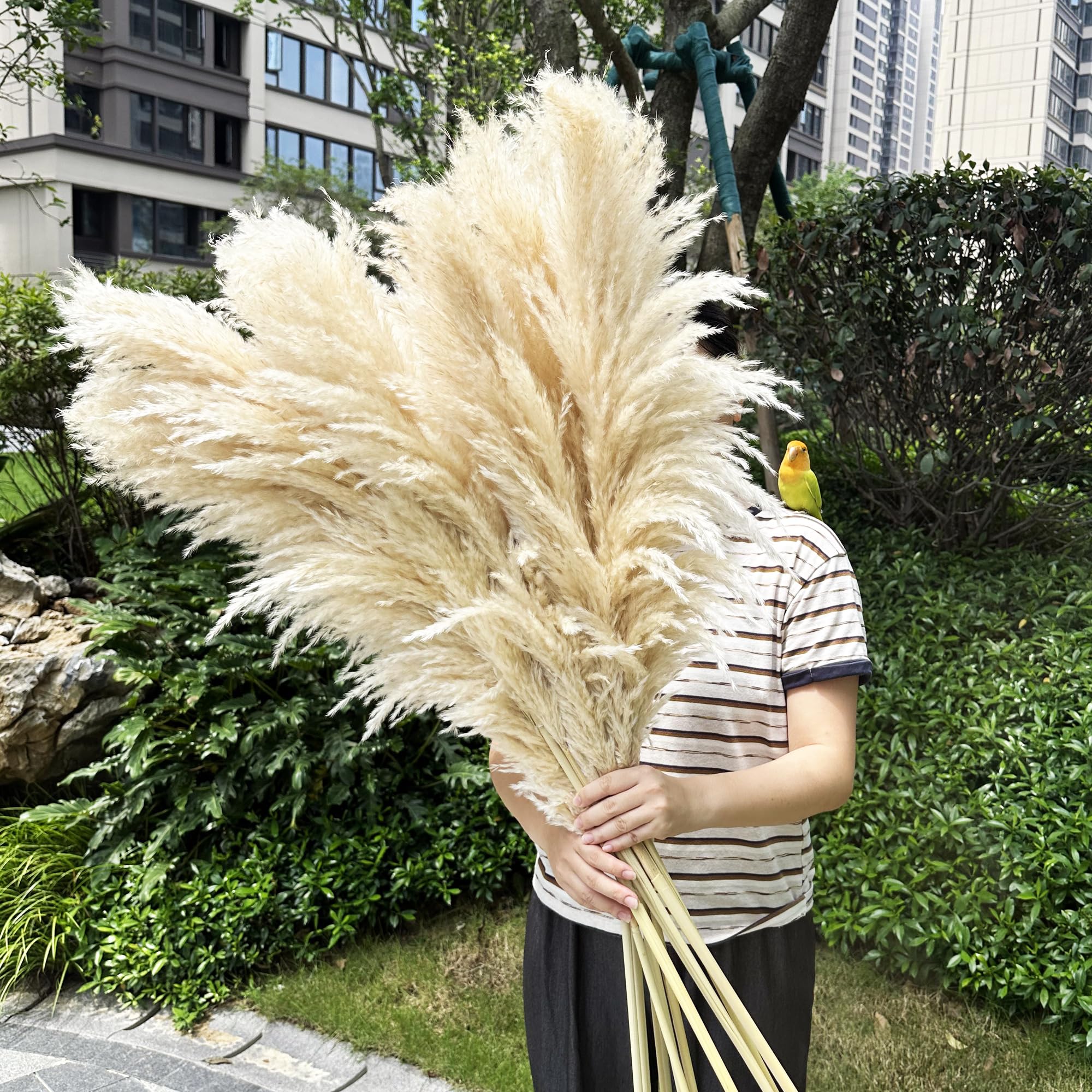 Zephynar natural beige pampas grass for versatile styling