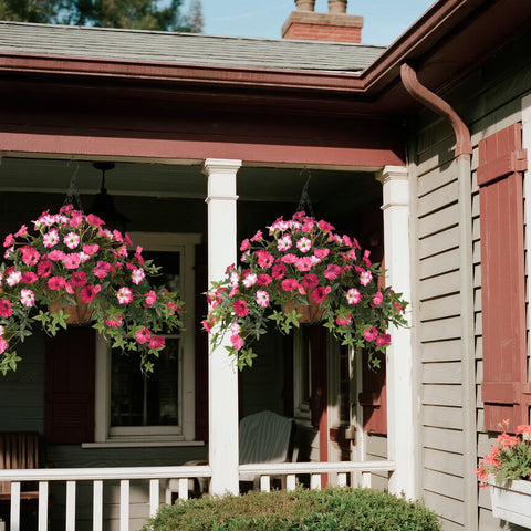 ZFProcess window box petunias decor adding color and depth.