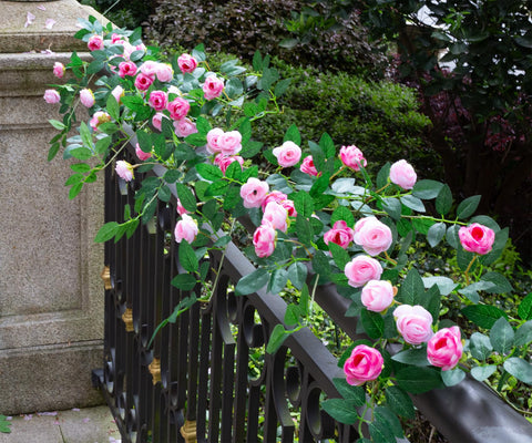 Zhixinyue rose vine closeup with lush blooms for lifelike look.