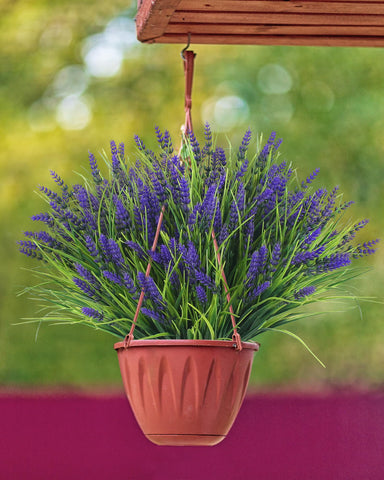 ZINHO lavender flowers in window box for long-lasting color