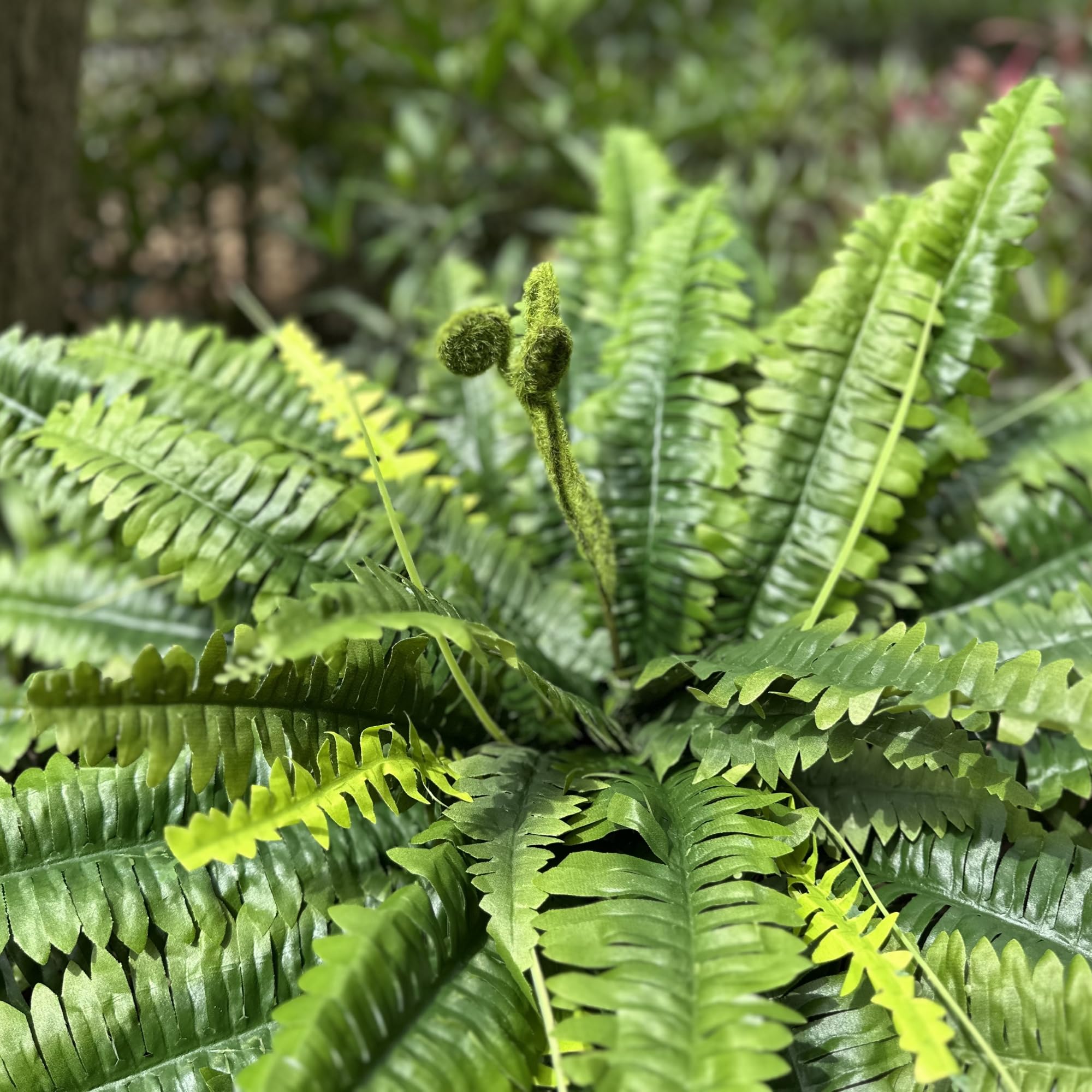 ZooFernzoom fern fronds detail highlighting lifelike texture and fiddlehead