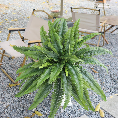 ZooFernzoom planter fern pedestal decor for desks and shelves
