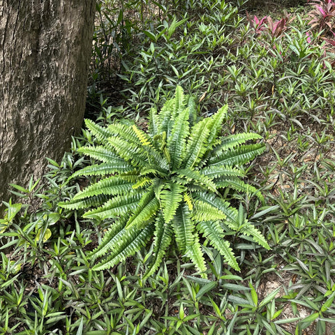 ZooFernzoom realistic faux fern texture for home or garden