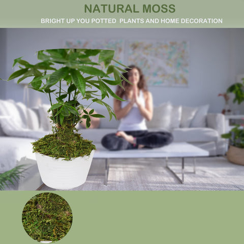 ZYAPA green moss planters display adds natural vibrancy to pots.