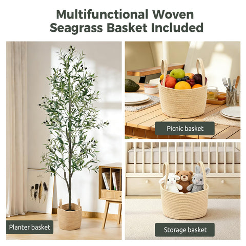 Zynaro olive tree offers low-maintenance elegance for busy spaces.